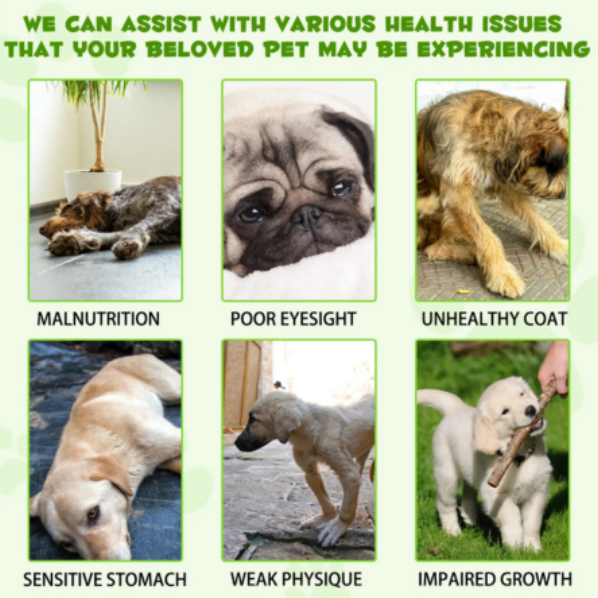 Pet Care Expert Pre & Pro Biotic Dog Treats for healthy digestion and gut support, shown in the image.