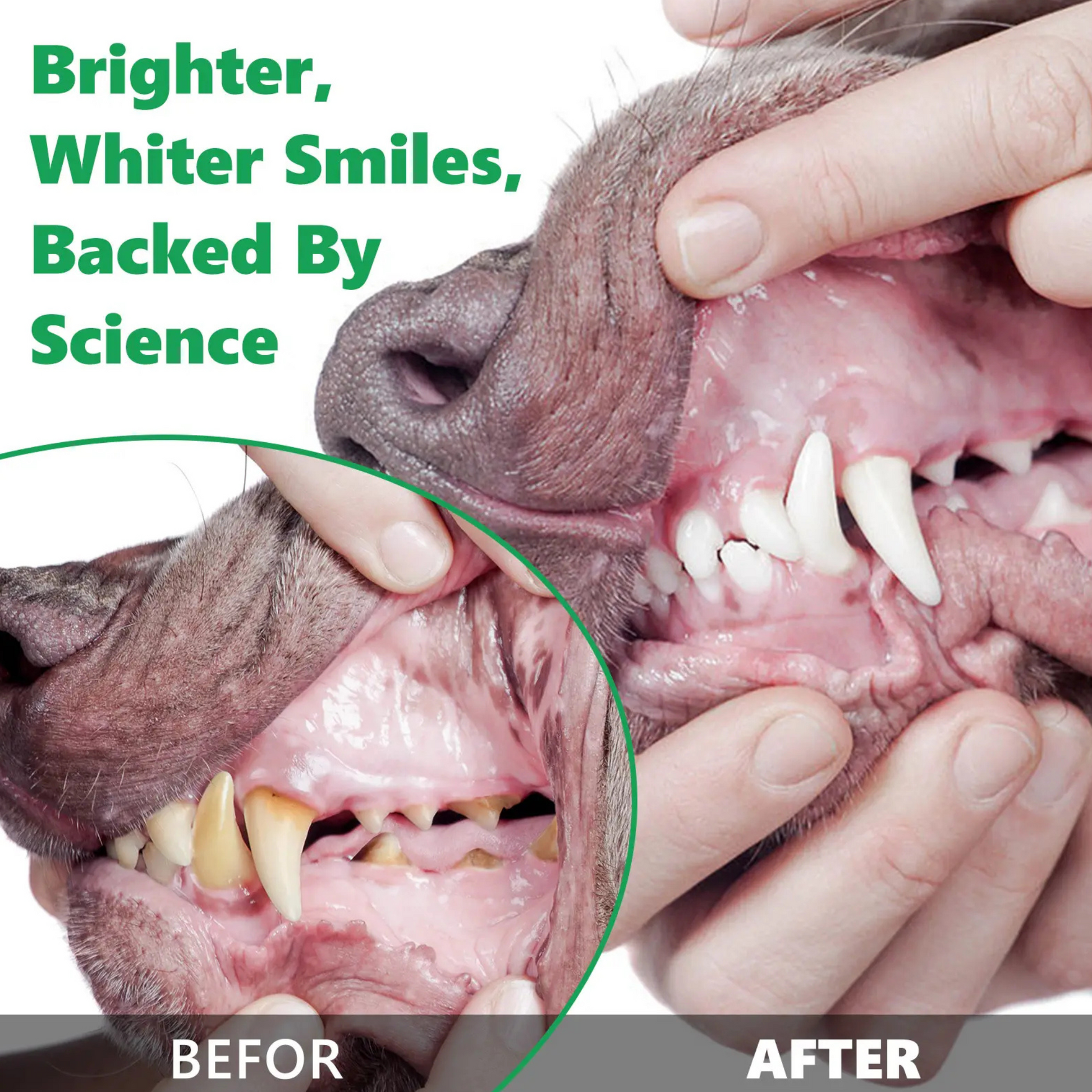 Pet Care Expert dog dental cleaning powder for teeth, fresh breath, and tartar control in pet supplies.